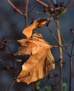 _ROY1283_00001.jpg
