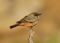 _ROY1323_00001.jpg