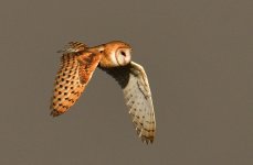 _ROY1364_00001.jpg
