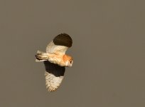 _ROY1383_00001.jpg