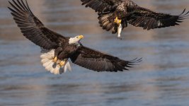 Bald Eagles Background.jpg