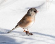 JuncoSnow-650.jpg