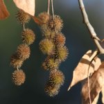 Sycamore.jpg