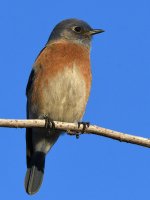 Bluebird.jpg