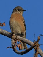 Bluebird7.jpg