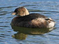Grebe5.jpg