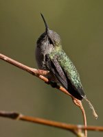 Hummer3.jpg