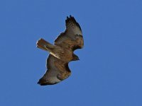 Hawk3.jpg