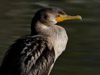 Cormorant4.jpg