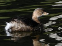 Grebe.jpg