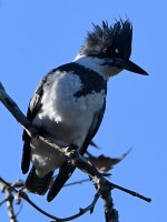 Kingfisher.jpg