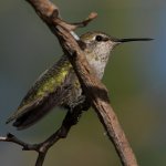 Hummer9.jpg