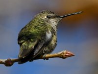 Hummer38.jpg