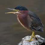 GreenHeron6.jpg