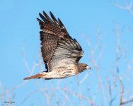 Redtail-691.jpg