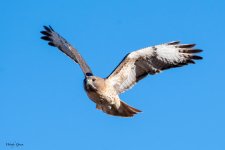Redtail-693.jpg