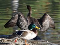 Mallard.jpg