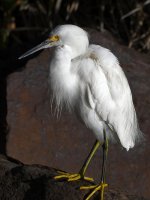 Egret2.jpg