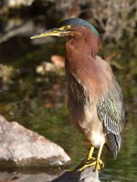 GreenHeron.jpg