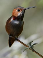Hummer4.jpg
