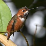 Hummer5.jpg