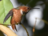 Hummer6.jpg