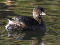 Grebe2.jpg