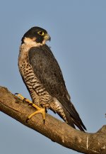 _ROY2136_00002.jpg