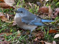 Bluebird3.jpg