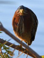 GreenHeron2.jpg