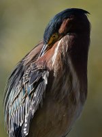 GreenHeron9.jpg