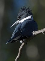 Kingfisher3.jpg