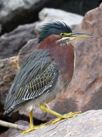 GreenHeron2.jpg
