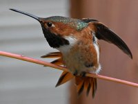 Hummer7.jpg