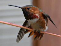 Hummer9.jpg