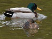 Grebe.jpg