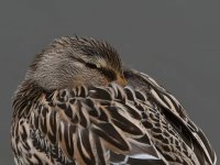 Mallard.jpg