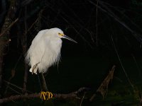 Snowy Egret CO 6.jpg