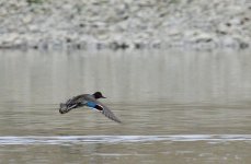 _ROY2768_00001.jpg