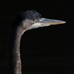 BlueHeron.jpg