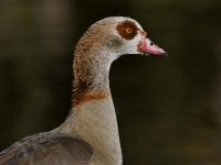Goose.jpg