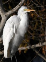 Egret2.jpg