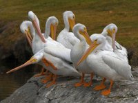 Pelican.jpg