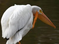 Pelican10.jpg