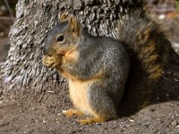 Squirrel.jpg