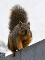Squirrel2.jpg