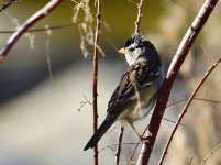 _ROY3094_00001.jpg