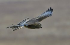 _ROY3153_00001.jpg