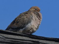 Dove.jpg