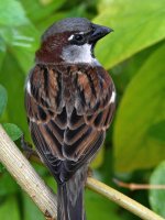 Sparrow3.jpg